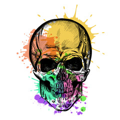 240x240 Calavera Photos, Royalty Free Images, Graphics, Vectors Amp Videos