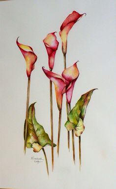 Calla Lily Watercolor Painting at GetDrawings | Free download