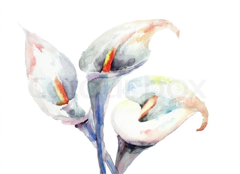 800x582 Calla Lily Flowers, Watercolor Illustration Stock Photo Colourbox