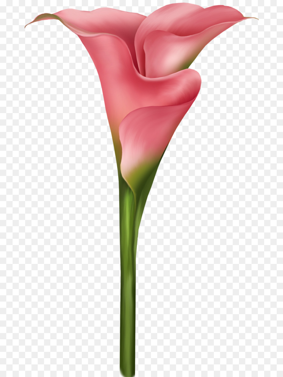 900x1200 Flower Watercolor Painting Petal Clip Art