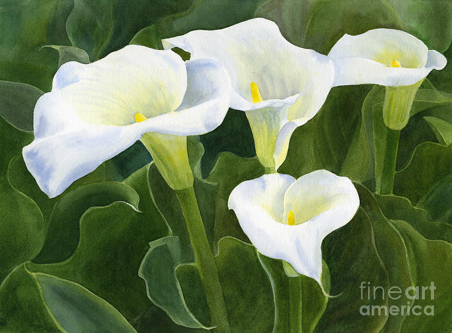 900x664 Four Calla Lily Blossoms With Leaves Painting By Sharon Freeman