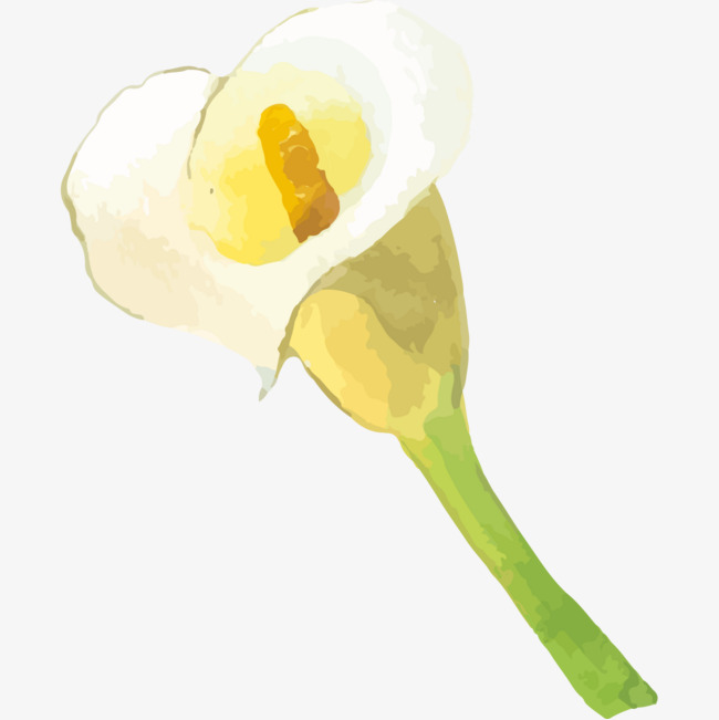 650x651 Hand Painted Watercolor Calla Leng Png, Watercolor Clipart