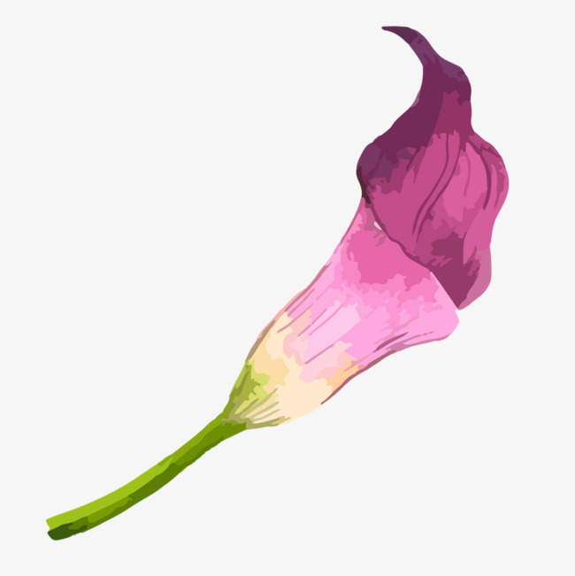 650x651 Hand Painted Watercolor Purple Calla Lily, Watercolor Clipart