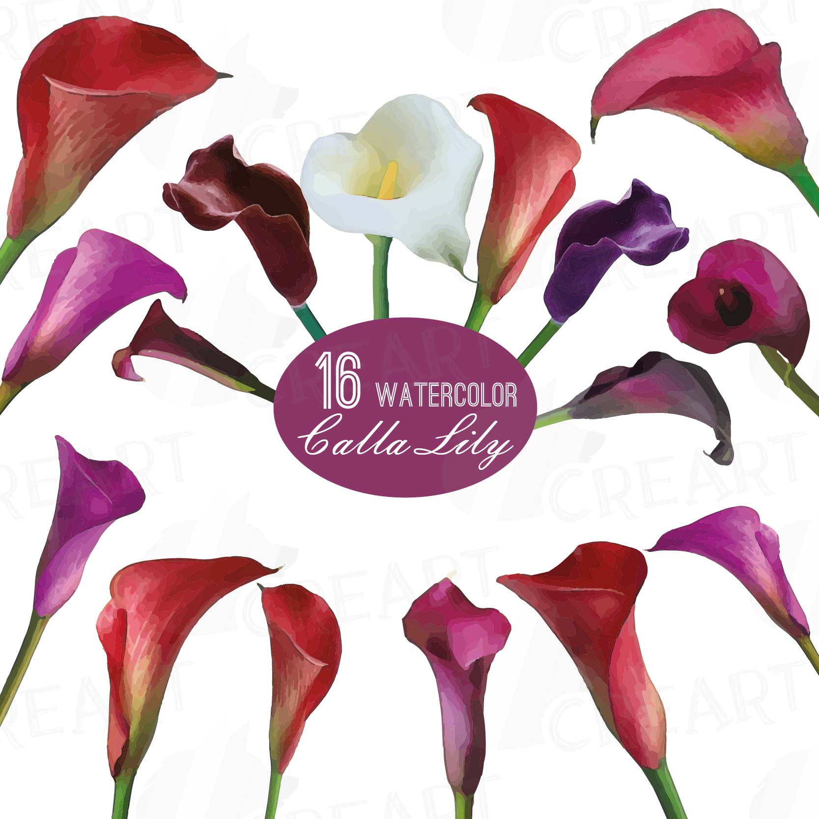 1667x1668 Watercolor Calla Lily Clip Art Pack, Colorful Zantedeschia Flowers