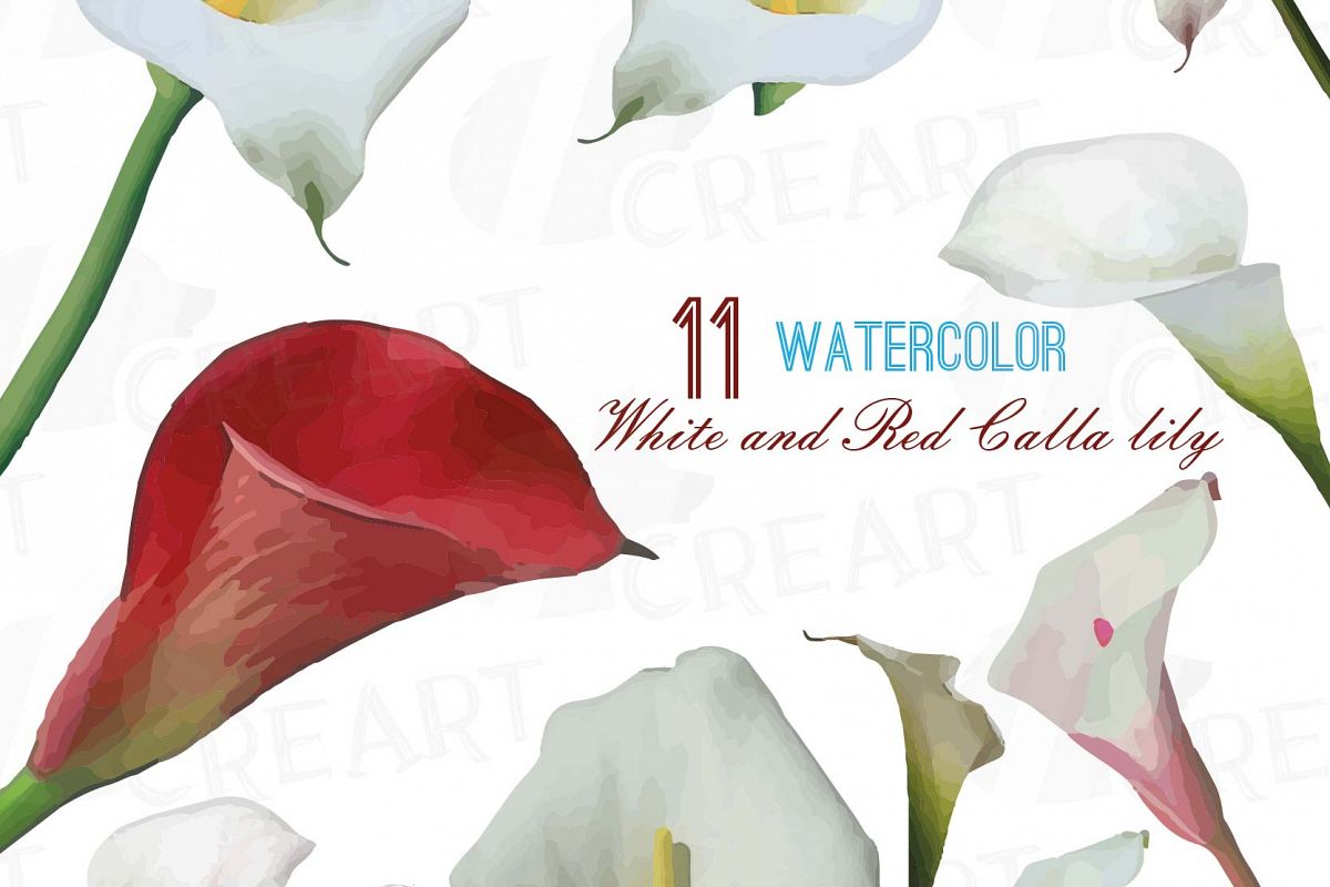 1200x800 Watercolor White And Red Calla Lily Han Design Bundles