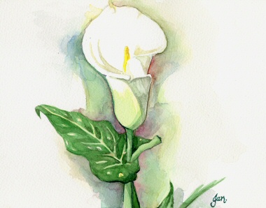 380x298 Watercolour Workshop White Calla Lily