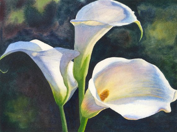 570x425 Calla Lilies Watercolor Painting Print By Cathy Hillegas Etsy