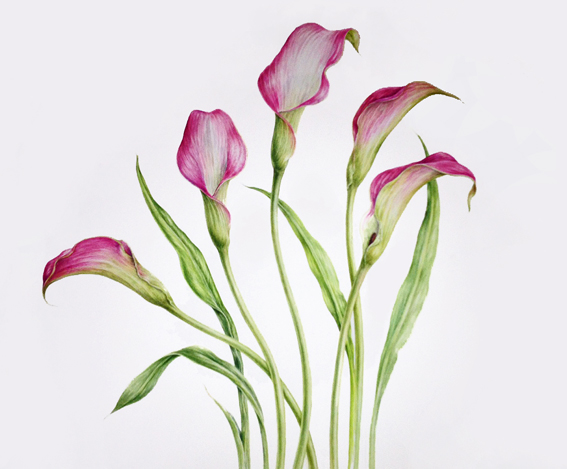 567x469 Dianne Sutherland A New Year....same Painting! Calla Lilies