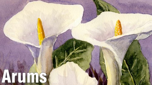 500x281 How To Paint Arum (Calla) Lilies In Watercolour Online Art Lessons