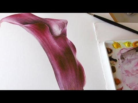 480x360 How To Paint A Deep Magenta Calla Lily In Watercolors Jarnie