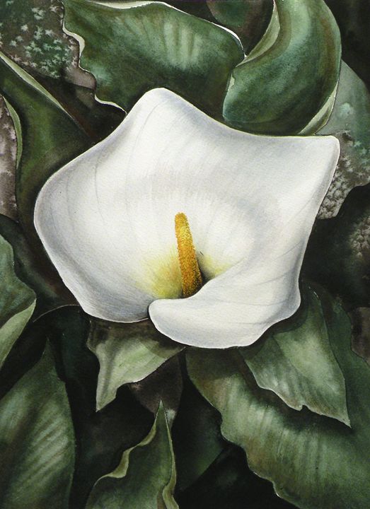 523x720 Lone Calla Lily