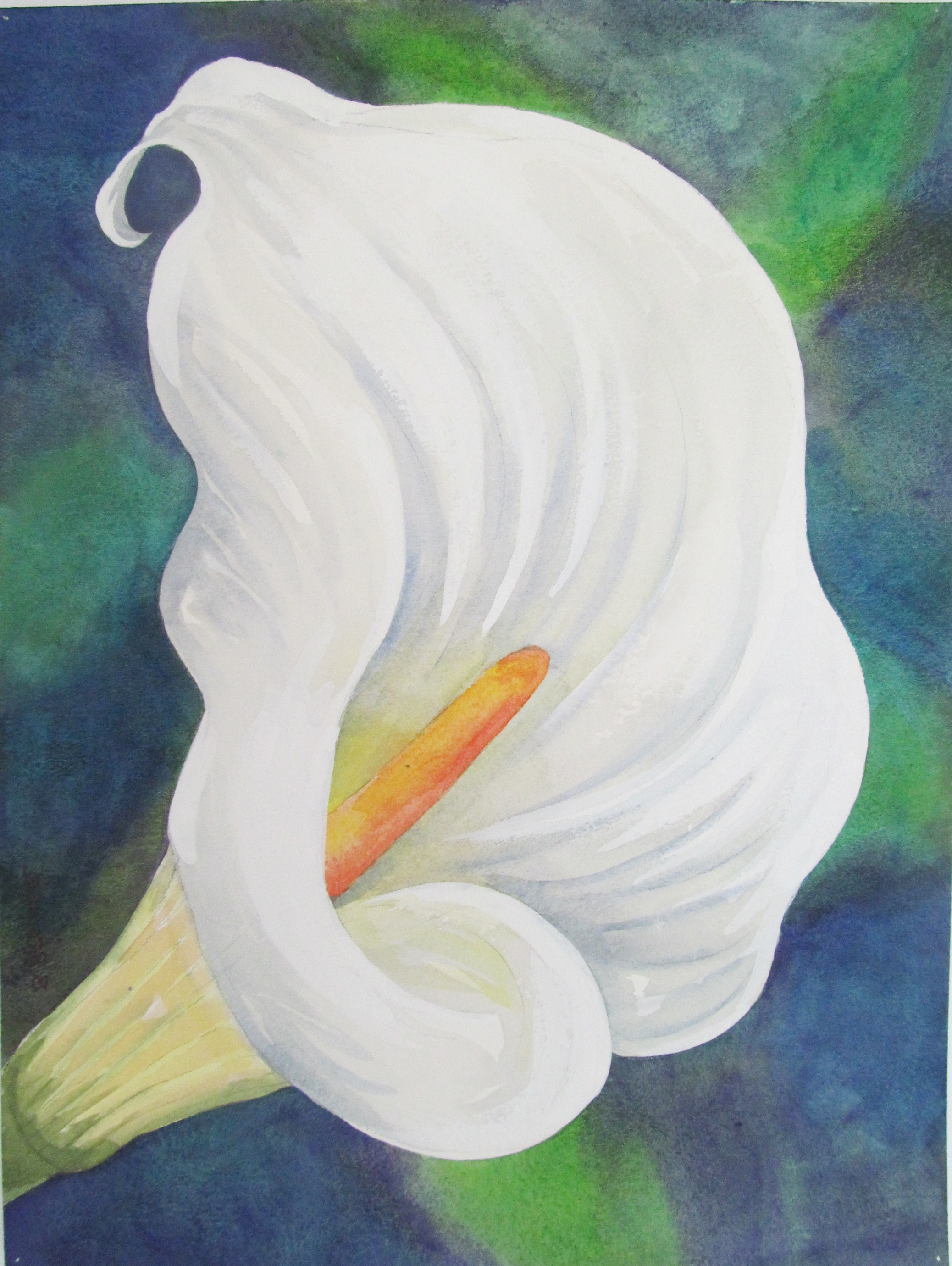 2076x2760 Paintings Of Calla Lilies Beauty Of Watercolor