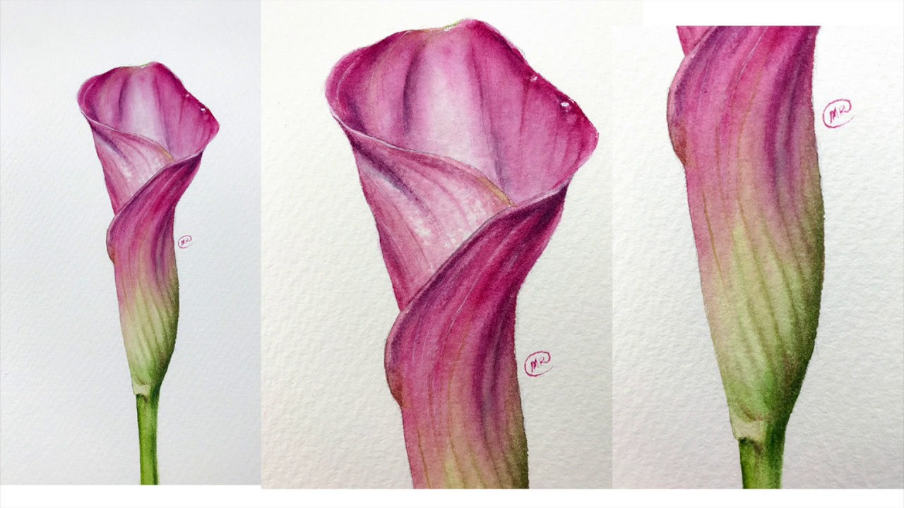 1280x720 Watercolor Calla Lily Flower Painting Demo