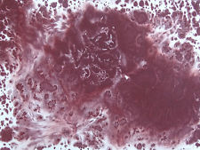 225x169 Winsor Amp Newton 0105125 Artists Watercolor 14ml Caput Mortuum