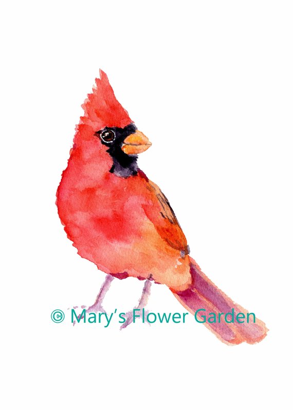 570x798 Cardinal Watercolor Print Cardinal Gifts Cardinal Painting Etsy