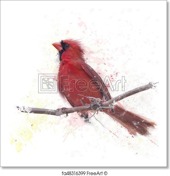 561x581 Free Art Print Of Male Northern Cardinal Watercolor. Digital