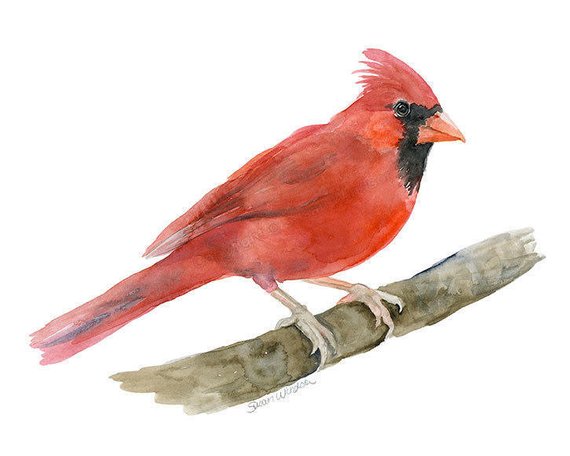 570x456 Cardinal Watercolor Painting 14x11 Giclee Print Woodland Etsy