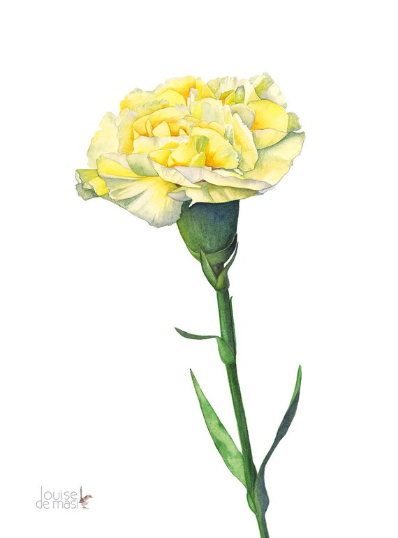 570x771 Carnation Watercolor Painting Carnation Print 5 By 7 Size Etsy