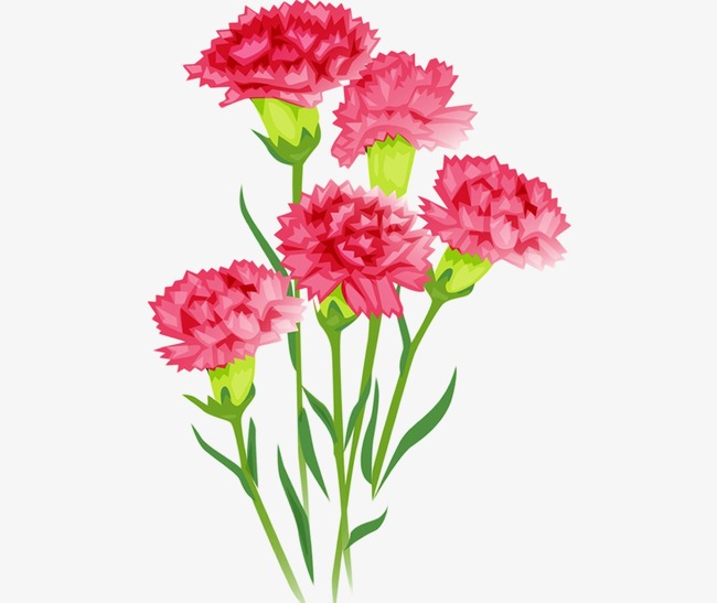 650x547 Carnations, Watercolor, Flowers Png Image And Clipart For Free