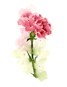 232x300 Carnation Floral Watercolor Painting 11 X 14 Art Print By Artist
