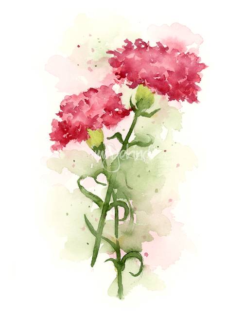502x650 Stunning Carnation. Watercolor Painting Reproductions For Sale