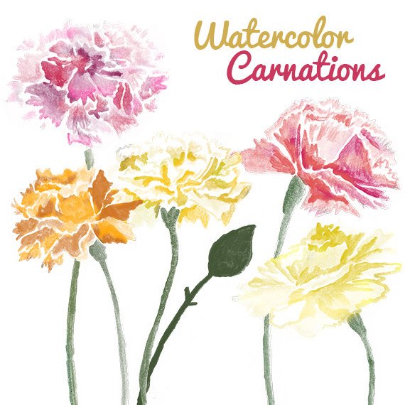 570x570 Watercolor Carnation Flower Clip Art For Scrapbooking Instant Etsy