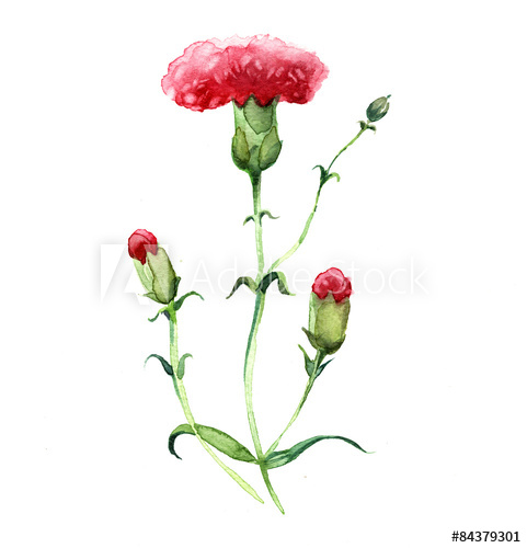 481x500 The Carnation Watercolor Flowers Isolated On The White Background