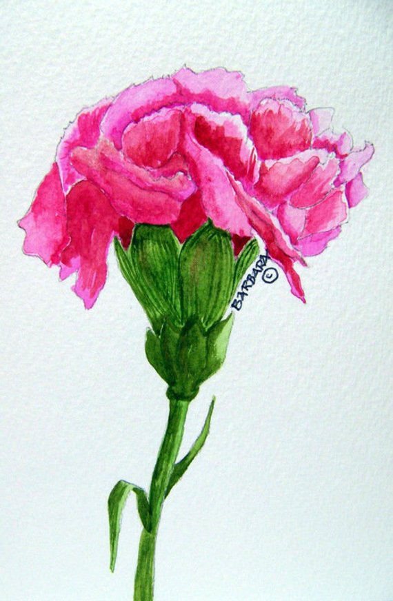 570x872 Carnation Pink Carnation Watercolor Carnation Summer Flower Etsy