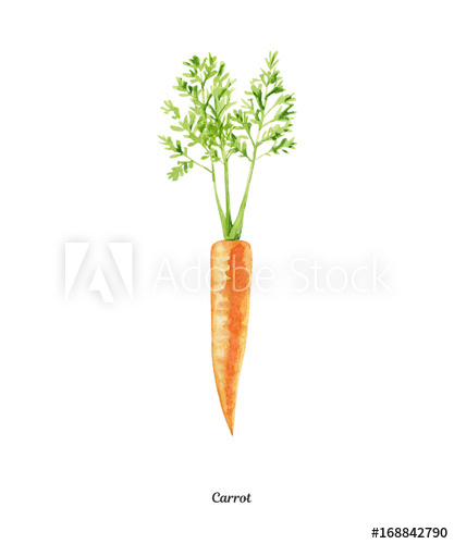 417x500 Handpainted Watercolor Poster With Carrot