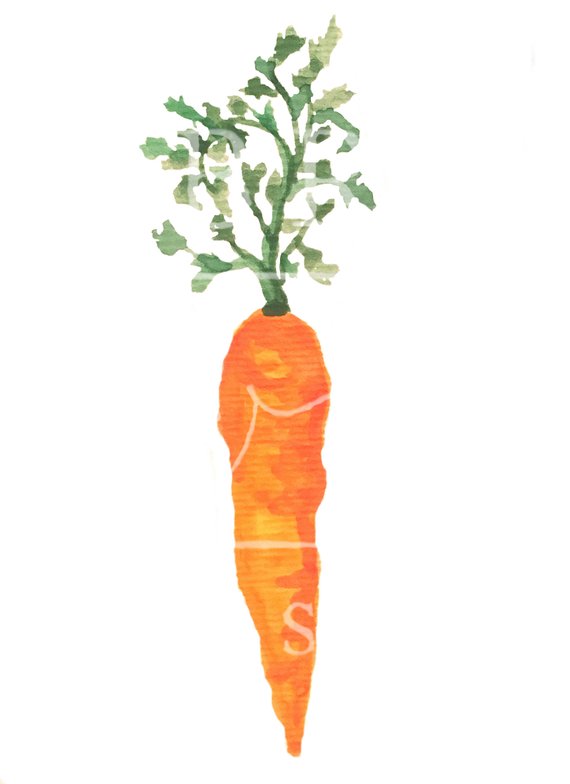 570x784 Single Carrot Watercolor Clipart Etsy
