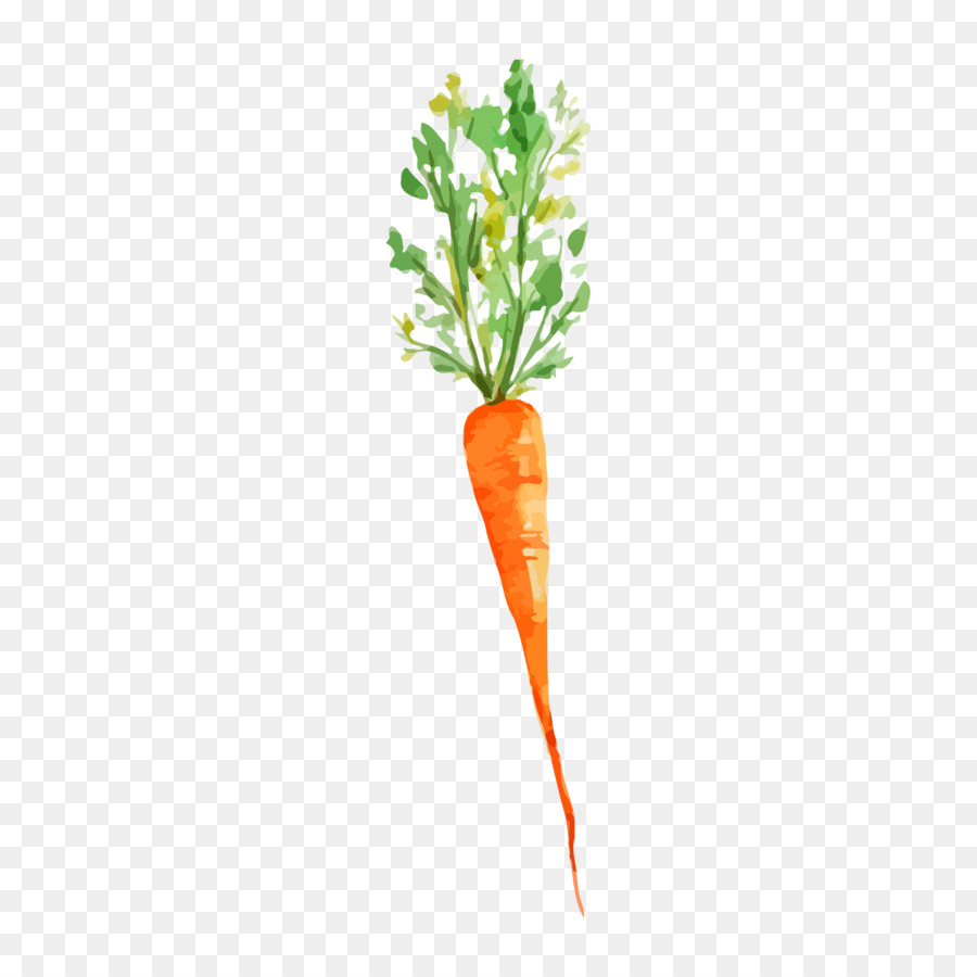 900x900 Vegetable Watercolor Painting Carrot Drawing
