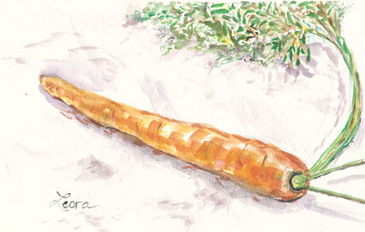 520x330 Watercolor Carrot