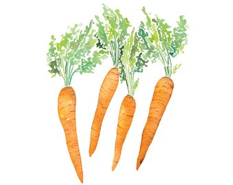 340x270 Watercolor Carrots Watercolor Painting Kitchen Printable
