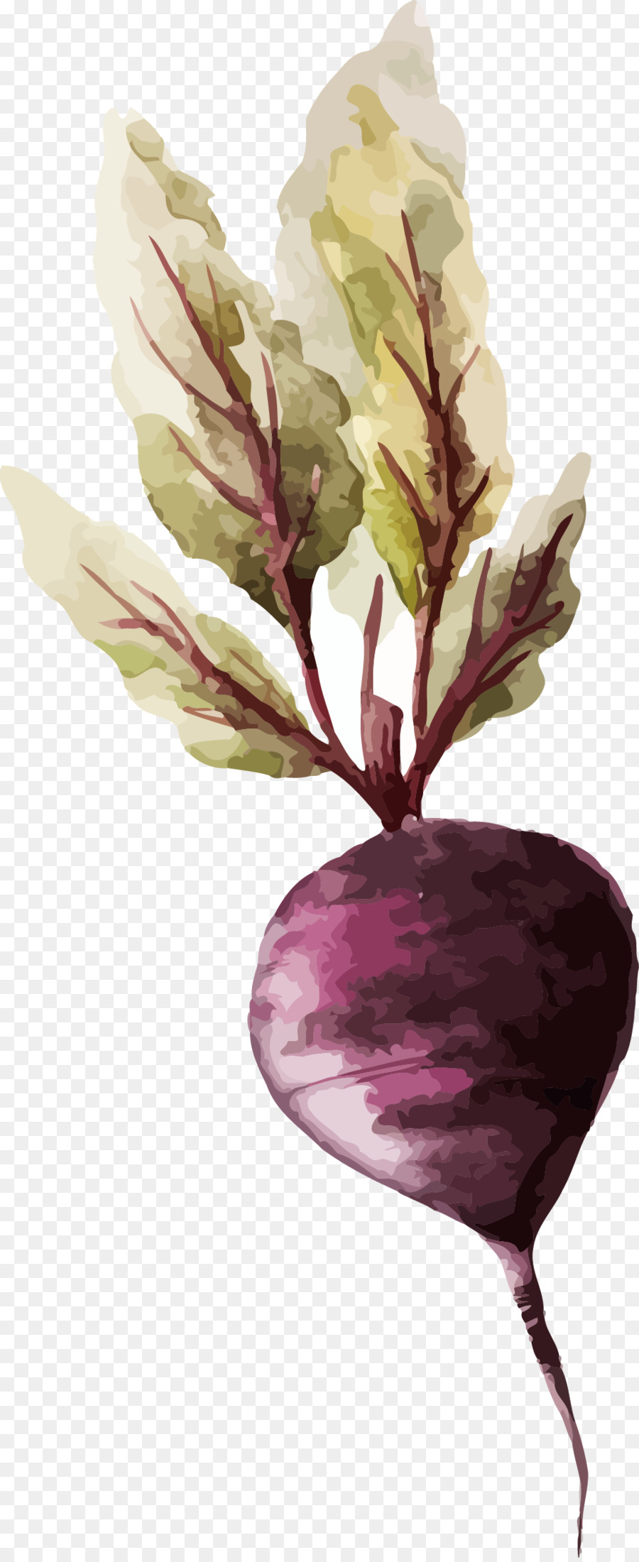 900x2200 Watercolor Painting Vegetable Drawing Illustration