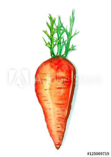 354x500 Carrot, Watercolor Painting On White Background