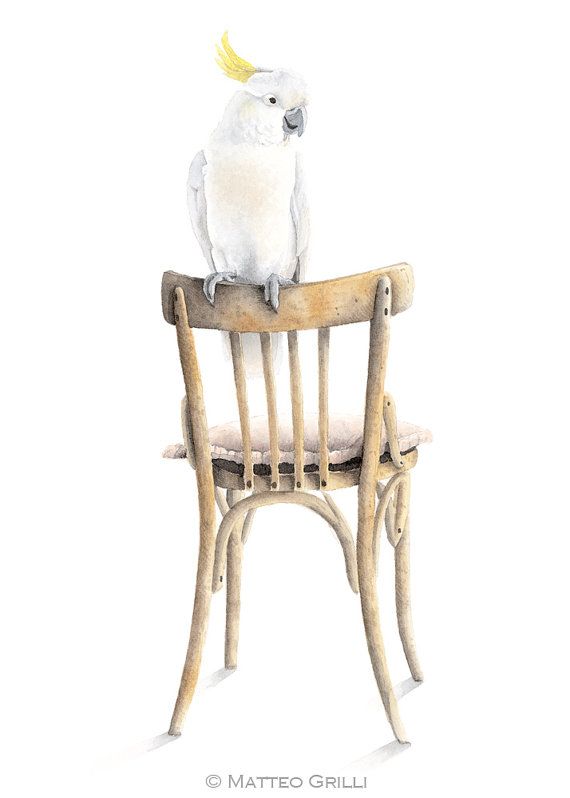 570x798 Cockatoo On Chair Watercolor Illustration 11.8 By Matteogrilliart
