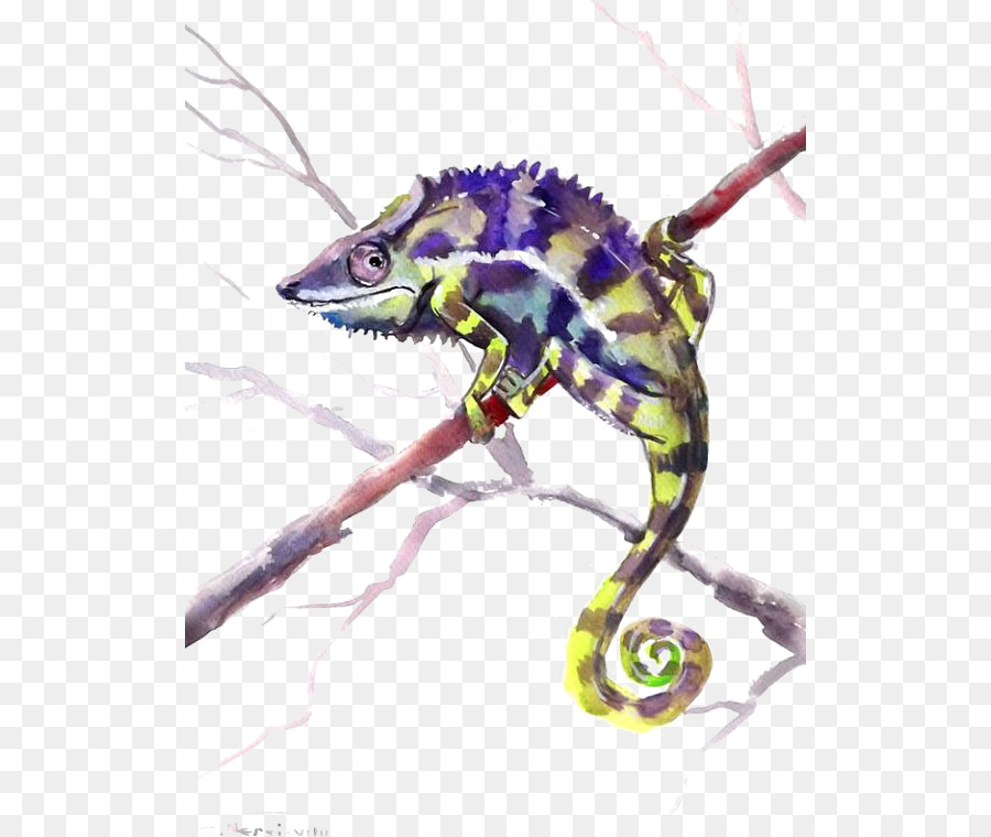 900x760 Chameleons Lizard Reptile Watercolor Painting Common Iguanas