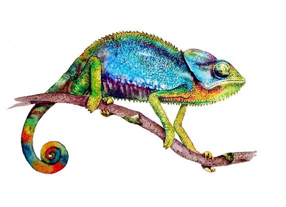570x414 Chameleon Watercolor Art Print , Watercolor Painting, Print