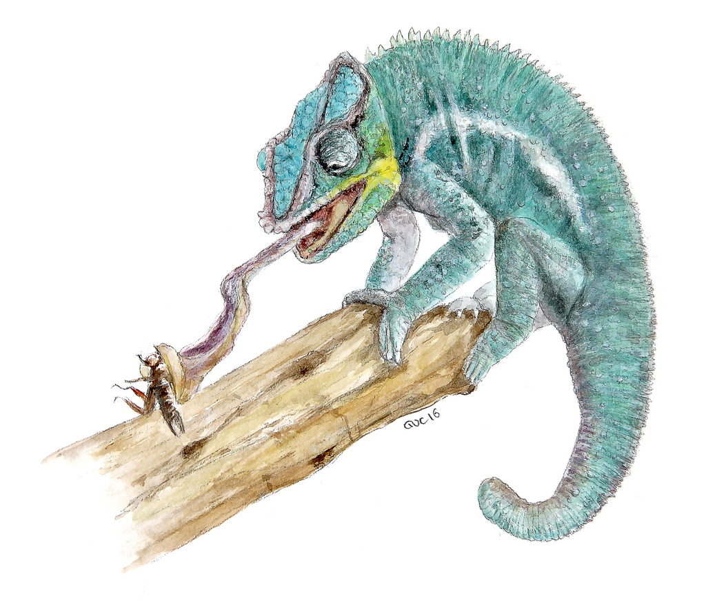 1024x894 Chameleon (Watercolor) This Watercolor Can Be Found In My