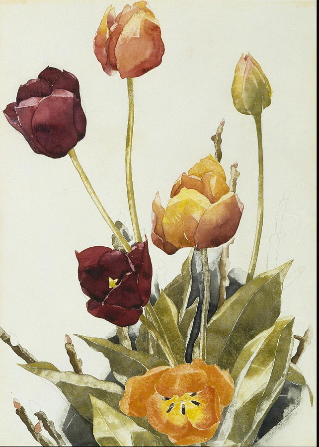 642x900 Tulips Painting By Charles Demuth