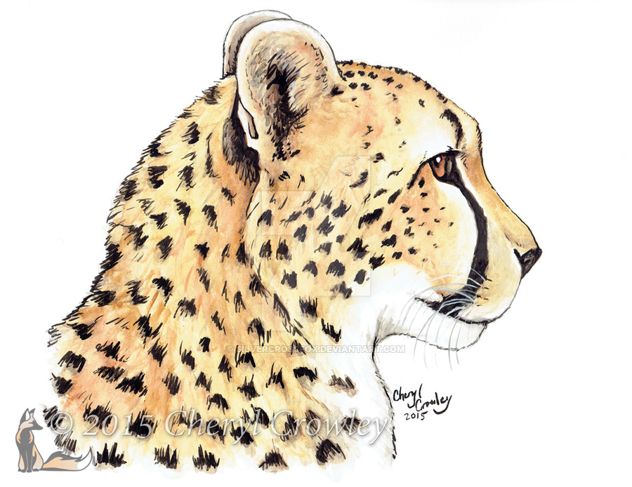 900x694 Cheetah Profile By Silvercrossfox