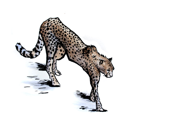 642x431 Cheetah Rough, Inking And Watercolor Greg Tatum