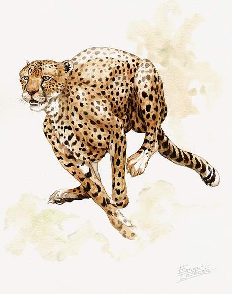 457x580 Cheetah Watercolor Gallery African Wildlife Watercolor Art