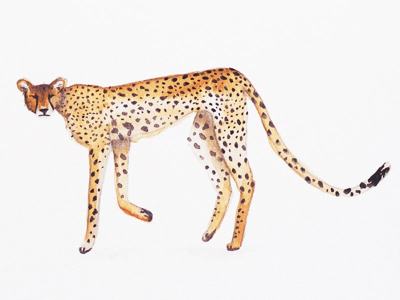 800x600 Cheetah Watercolor Print By Mary Amp The Locks