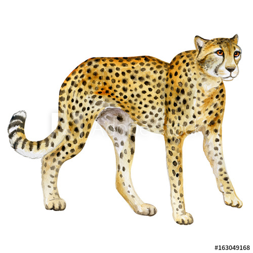 500x500 Cheetah. Watercolor Wild Cat. Animal Silhouette Sketch. Wildlife