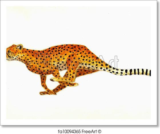 560x470 Free Art Print Of Cheetah. Watercolor Painting Of A Cheetah