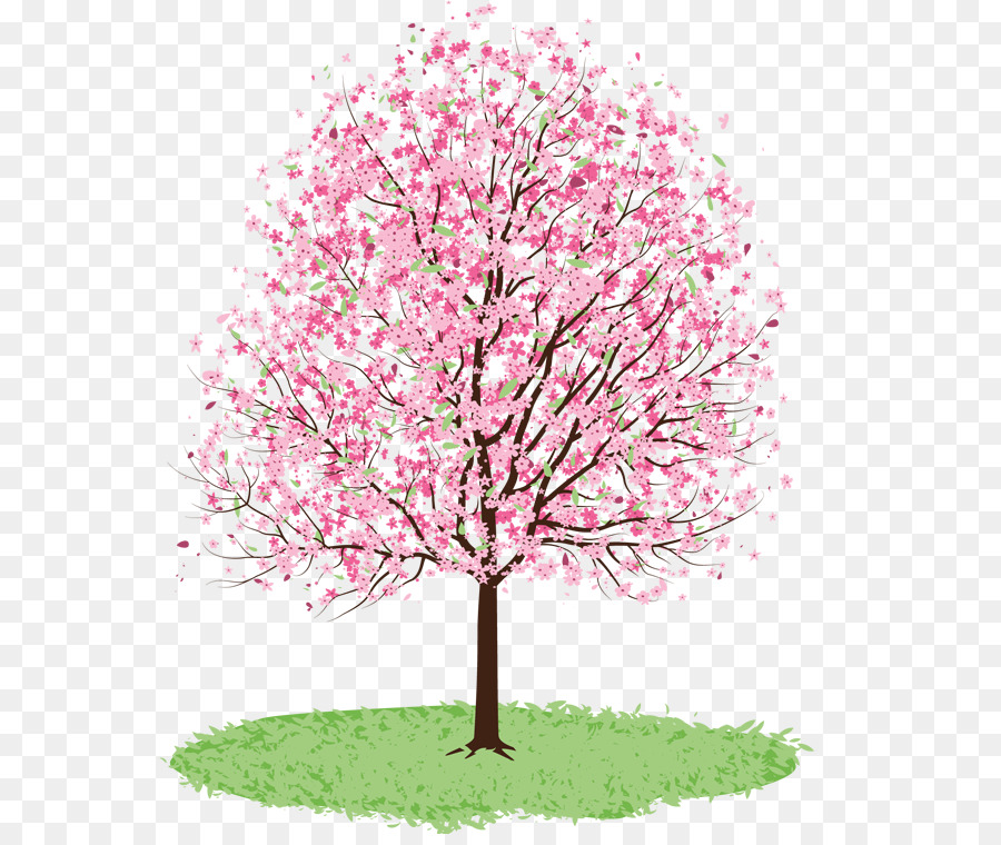 900x760 Cherry Blossom Drawing Tree Watercolor Painting