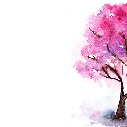 416x416 Watercolor Single Pink Cherry Sakura Tree Isolated Stock Vectors