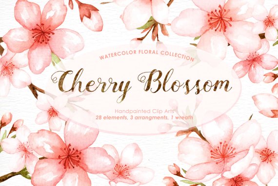 570x382 Cherry Blossom Watercolor Clip Art Spring Flowerflowers Clip Etsy