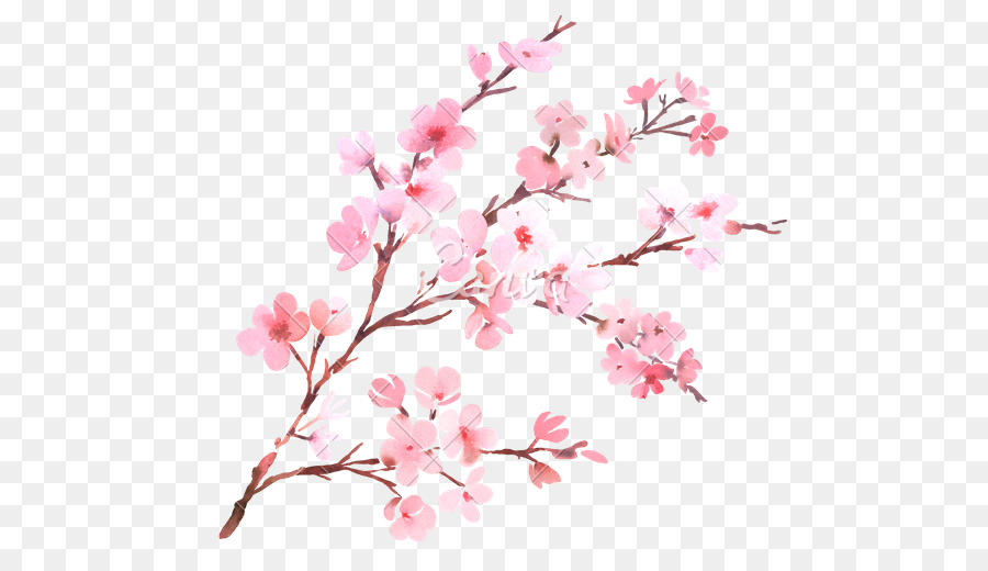 900x520 Cherry Blossom Flower Branch Watercolor Painting